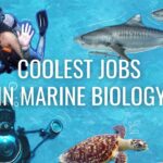 Exploring Jobs in Marine Biotechnology: A Friendly Dive 